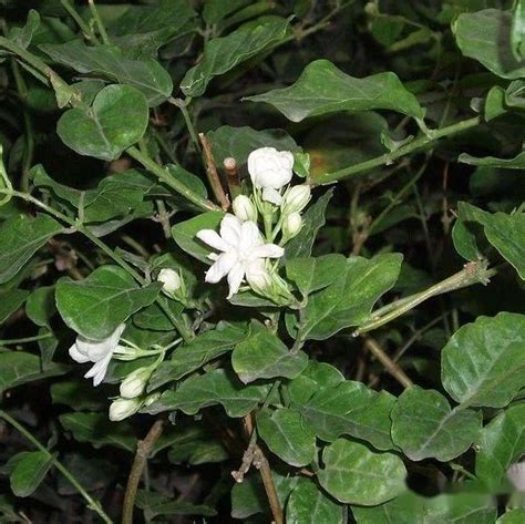 茉 莉 花|茉莉花（木樨科素馨属植物）